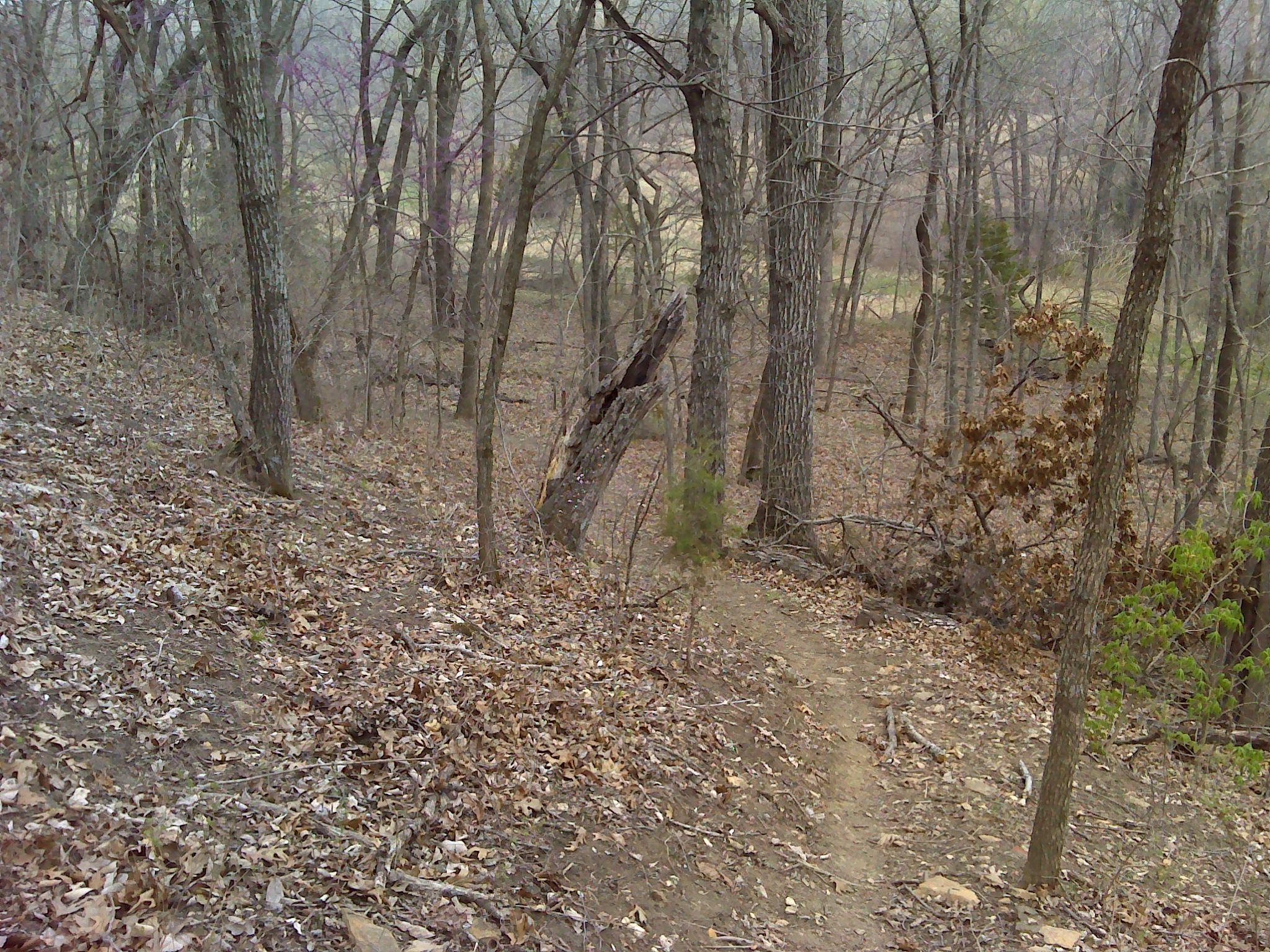 A narrow earthen trail winds through a wooded area, surrounded by tall trees with bare branches and scattered brown leaves on the ground. The scene appears foggy and muted, highlighting the tranquility of the forest in early spring. Eagle Rock Mountain Bike Trail mountain bike trail.