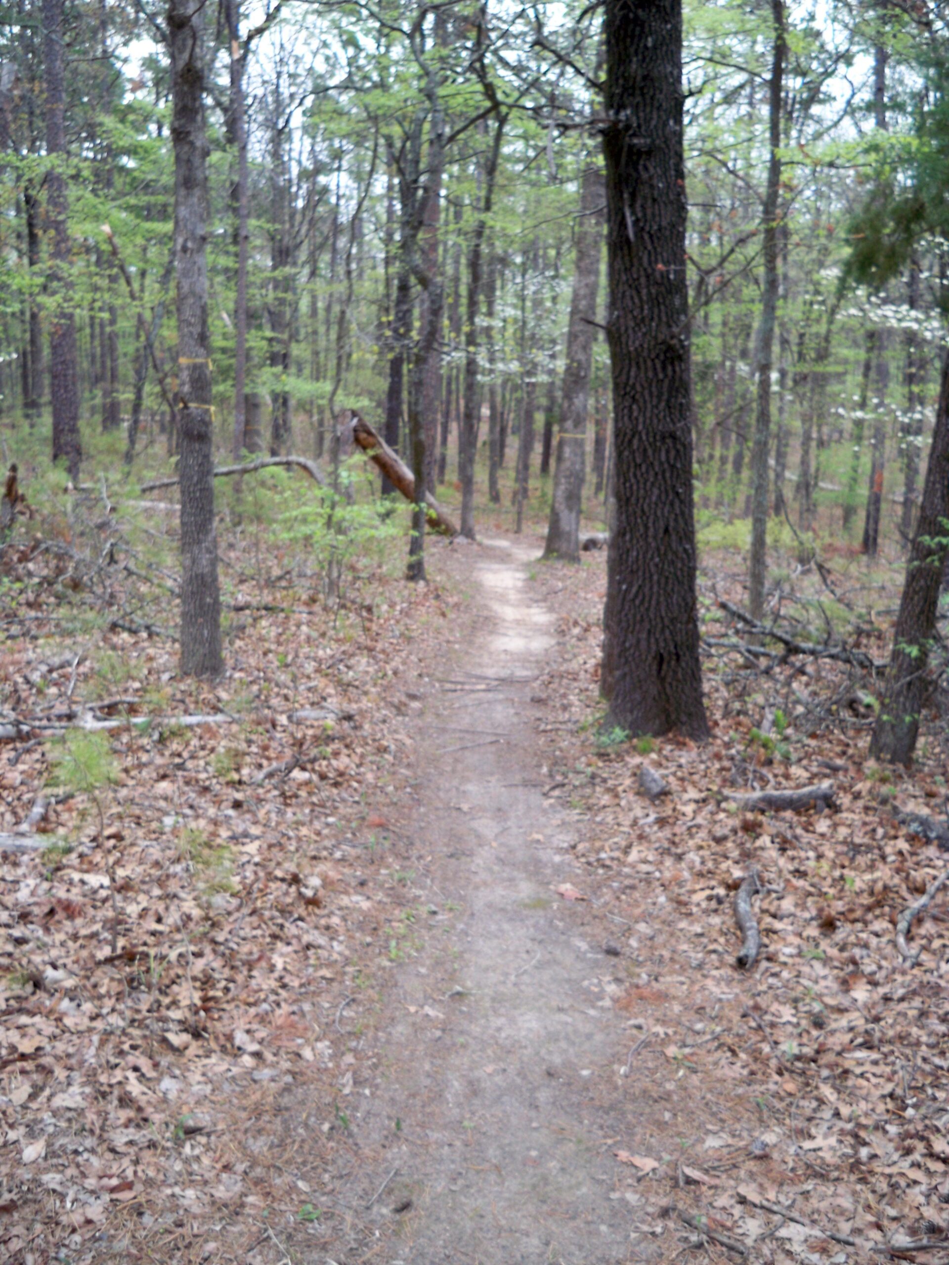 A winding dirt trail surrounded by trees in a deciduous forest, with green leaves and fallen leaves scattered along the ground. Barber Hills Trail at Pat Mayse Lake mountain bike trail.
