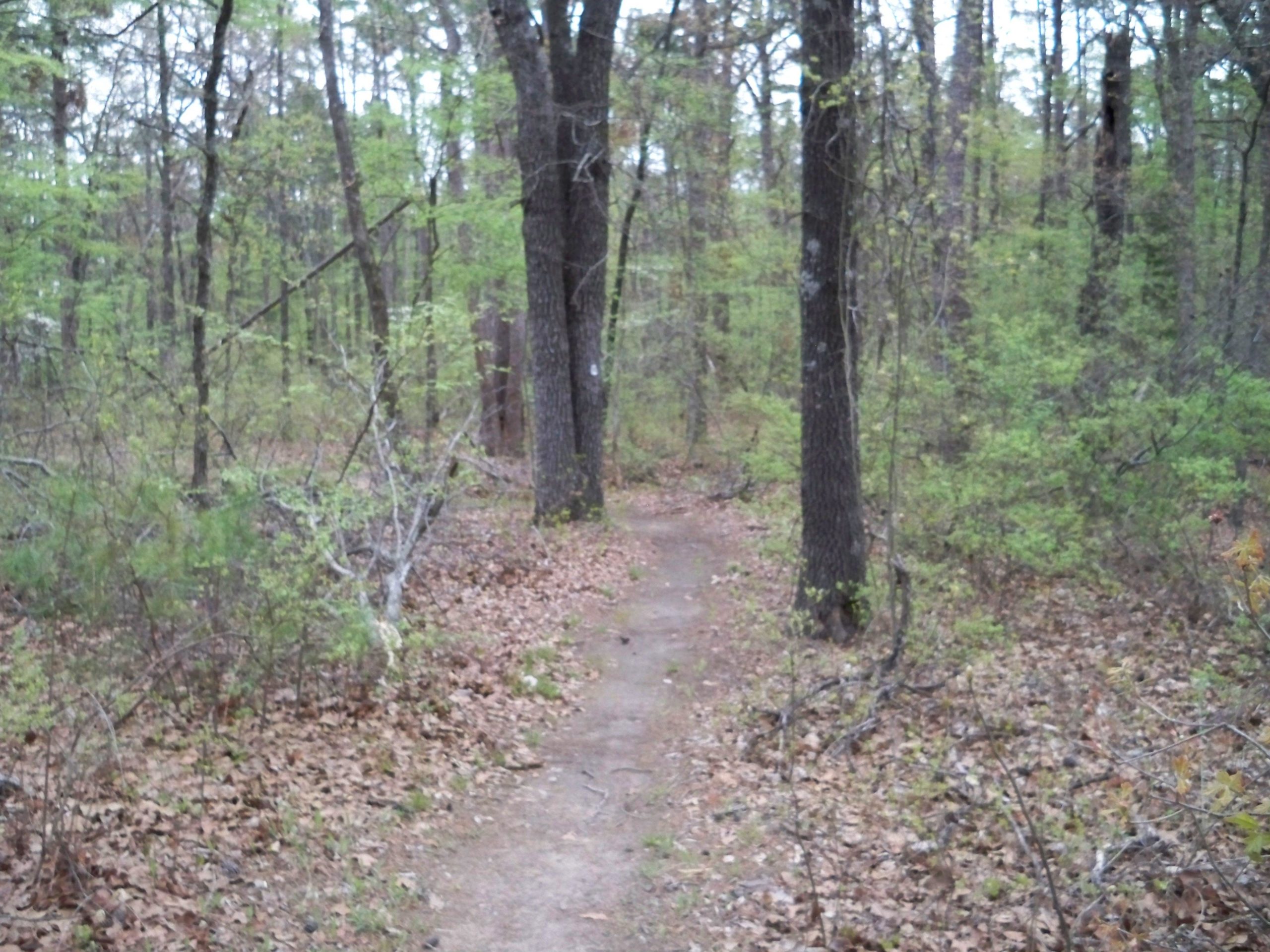 A narrow dirt path winding through a forest, flanked by tall trees and patches of green foliage. The ground is covered with fallen leaves, and the atmosphere appears calm and tranquil, suggesting a peaceful outdoor setting. Barber Hills Trail at Pat Mayse Lake mountain bike trail.