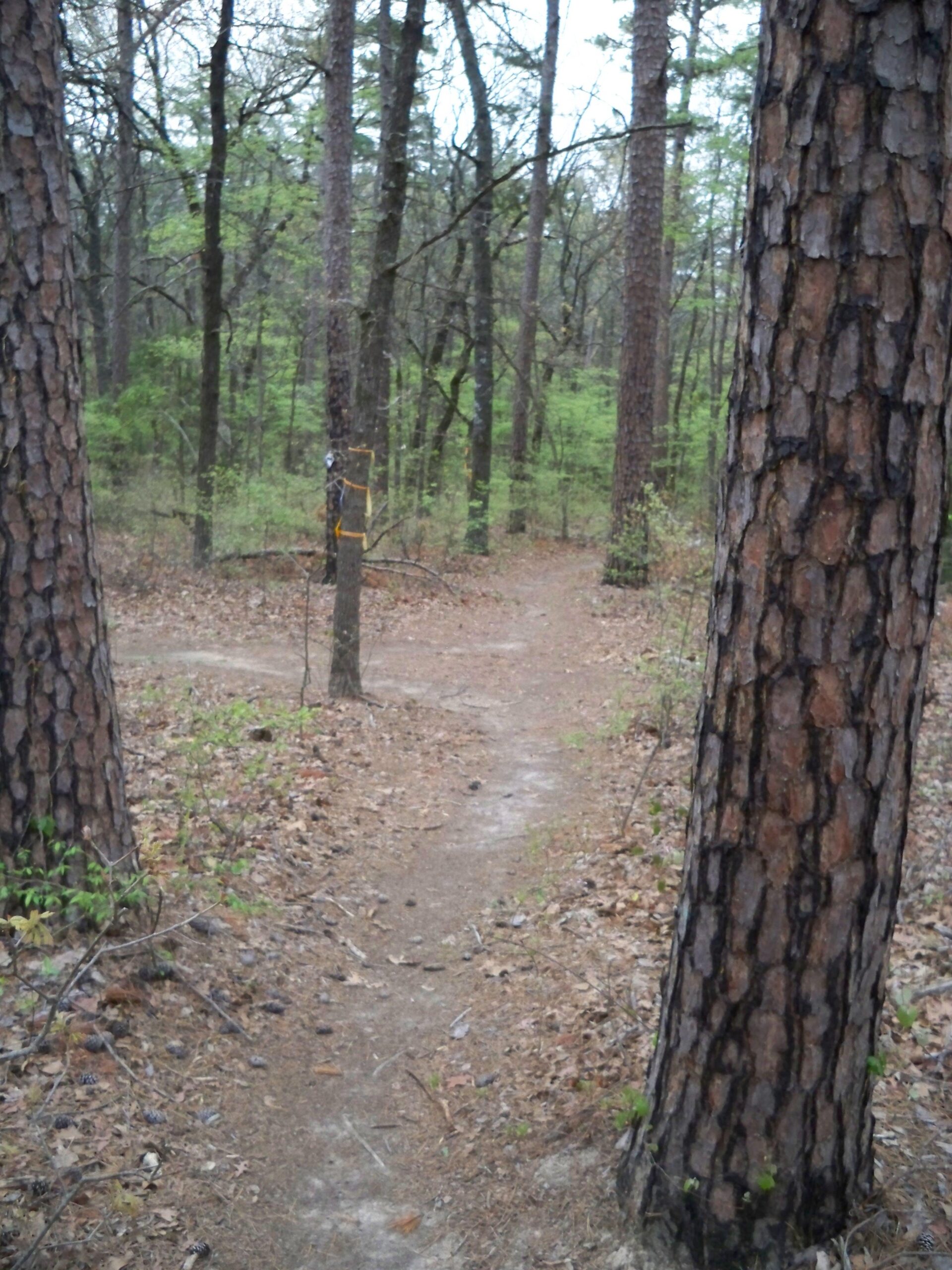 A narrow dirt trail winding through a forest of tall trees, with pine needles and fallen leaves covering the ground. A tree with a yellow trail marker is visible along the path, indicating the direction for hikers. The scene is enveloped in a tranquil, natural setting with lush green foliage in the background. Barber Hills Trail at Pat Mayse Lake mountain bike trail.
