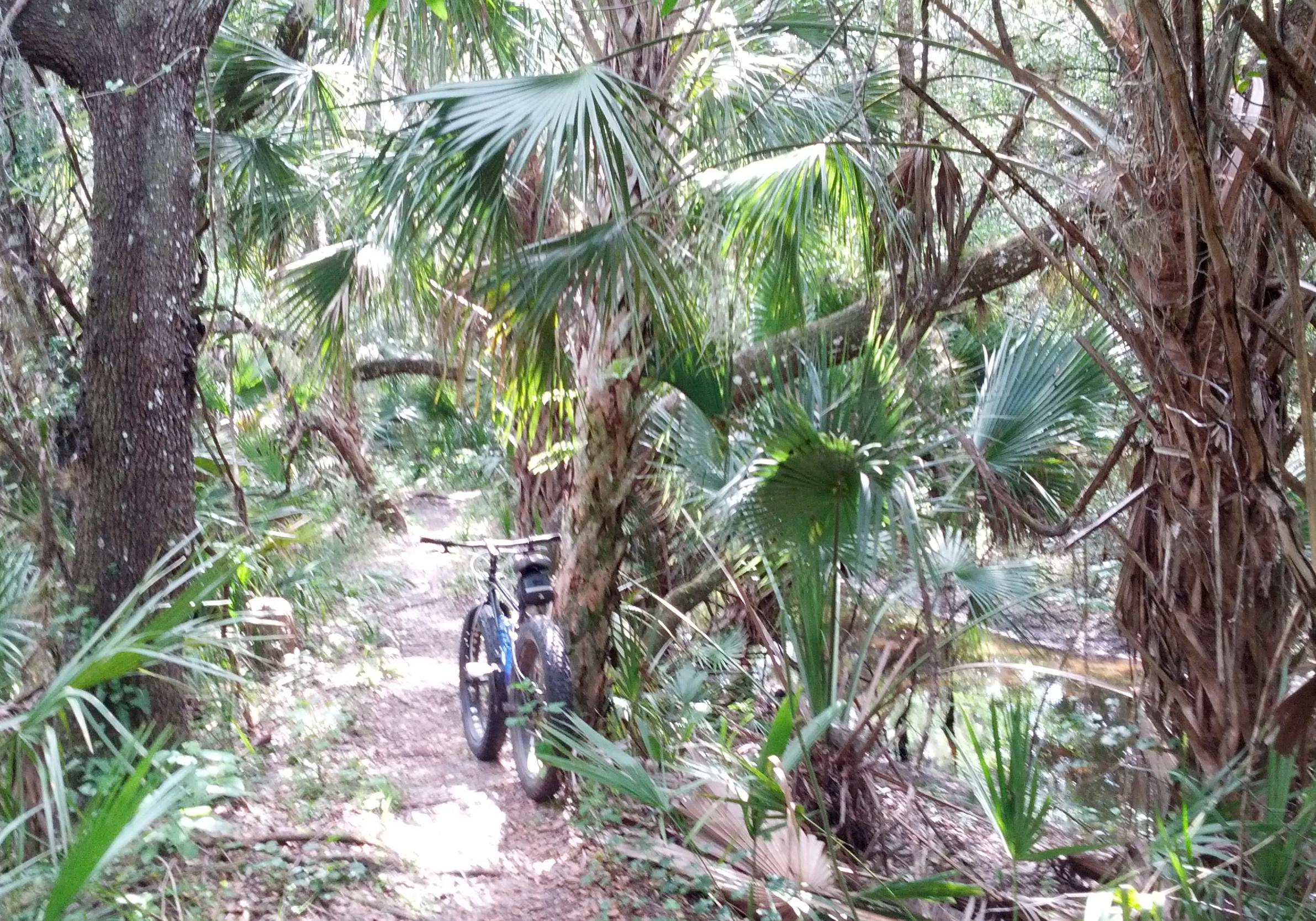 Alt text: A narrow dirt path surrounded by dense greenery and palm trees, with a bicycle parked on the side. The scene is well-lit, suggesting a sunny day in a natural setting. North Port Mountain Bike Trails mountain bike trail.