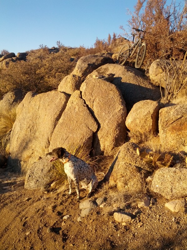 A spotted dog stands on rocky terrain with scattered bushes in the background. A mountain bike is leaning against a large boulder, and the scene is bathed in warm sunlight, indicating either early morning or late afternoon.