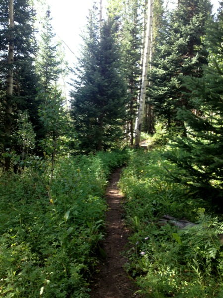 A narrow dirt path winding through a lush green forest, surrounded by tall trees and dense vegetation. Sunlight filters through the leaves, casting dappled light on the trail.