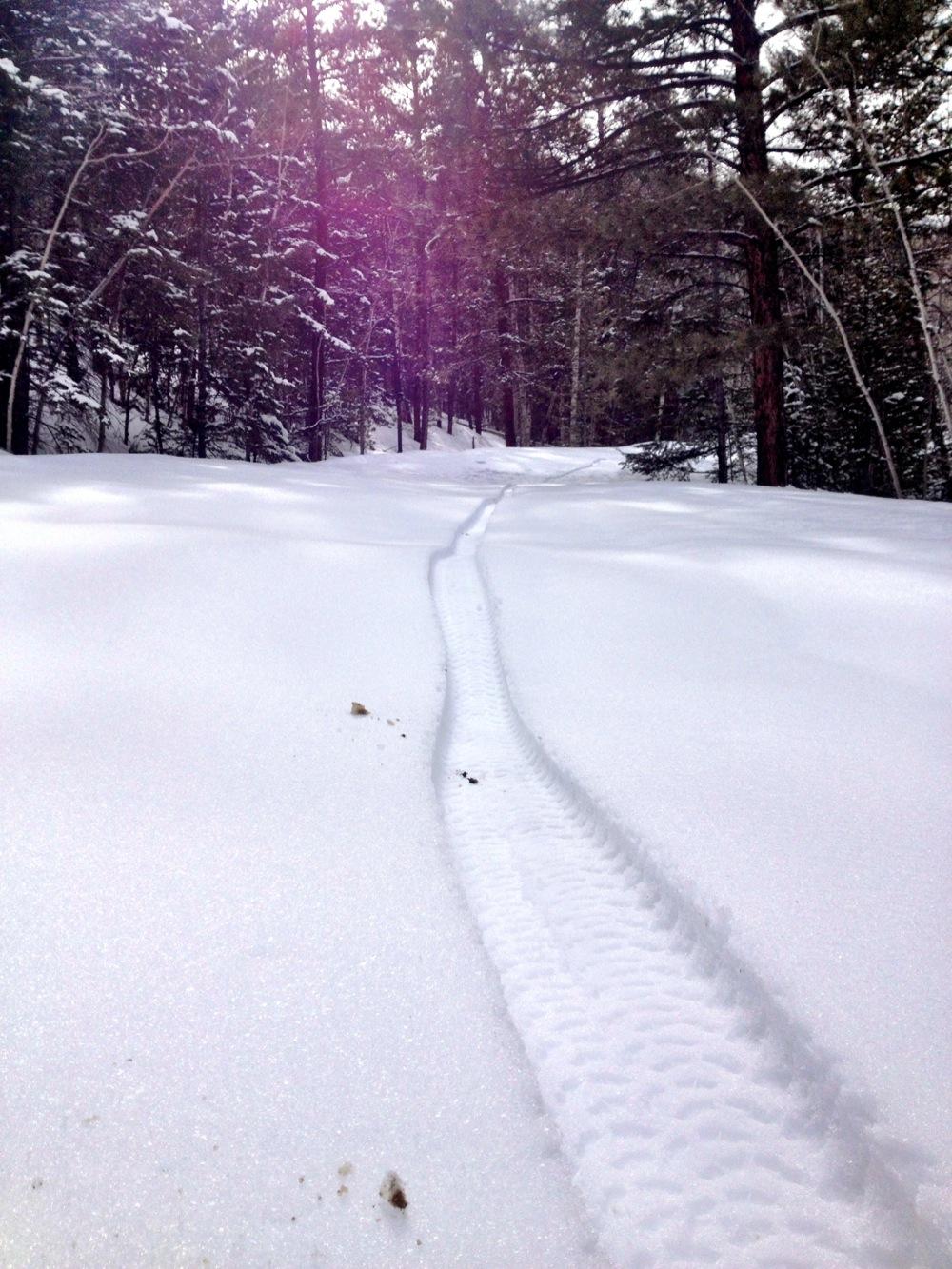 Snow-covered pathway in a forest with tire tracks leading through the white landscape, surrounded by tall trees. The sunlight filters through the branches, creating a serene winter atmosphere. Marshall Pass Road / #200 / #203 / #243 mountain bike trail.