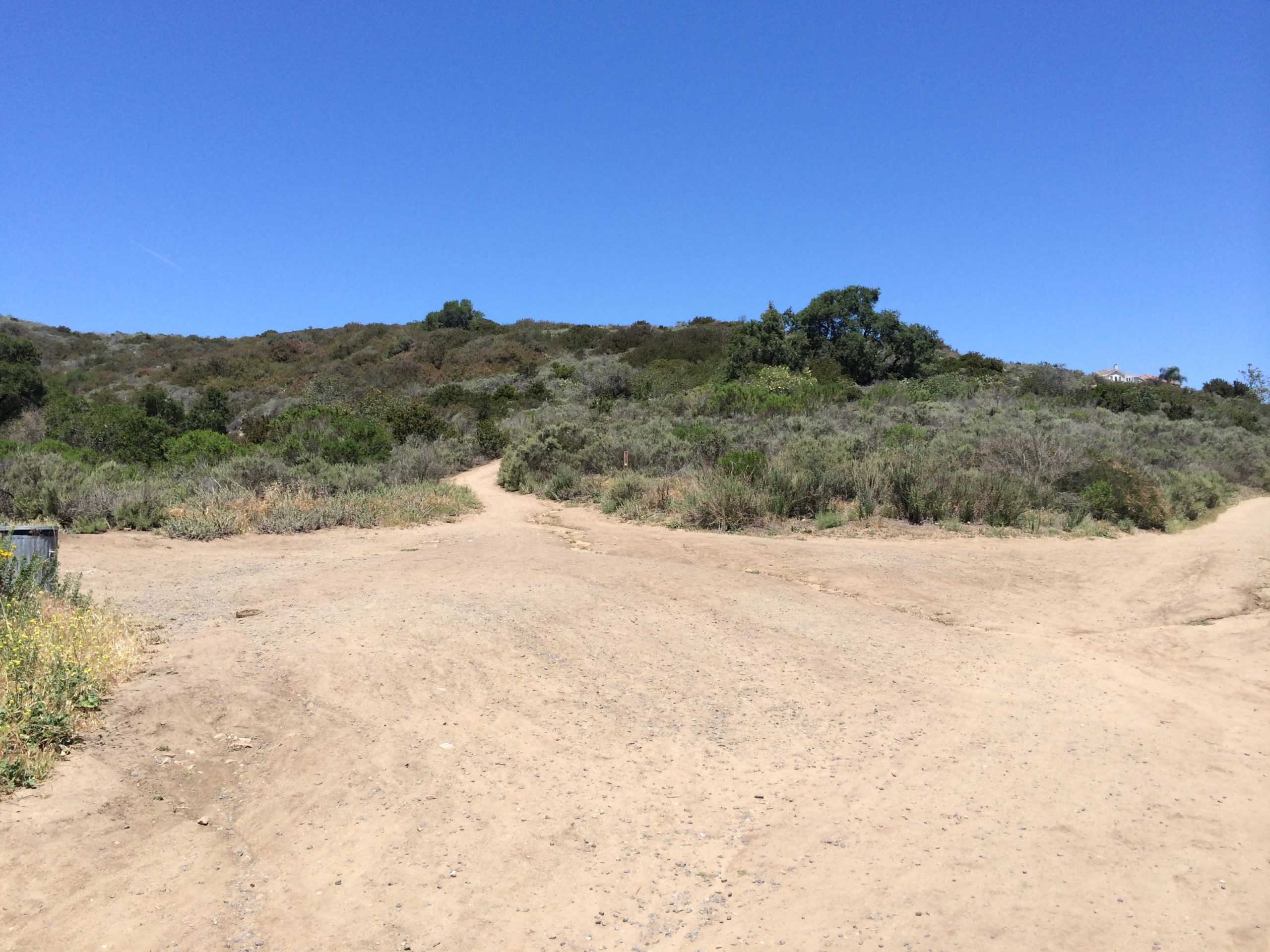 A dirt path diverging into two separate trails surrounded by shrubs and greenery, with a clear blue sky overhead. The scene captures a natural landscape in a hilly area, suggesting potential hiking routes. Cholla mountain bike trail.