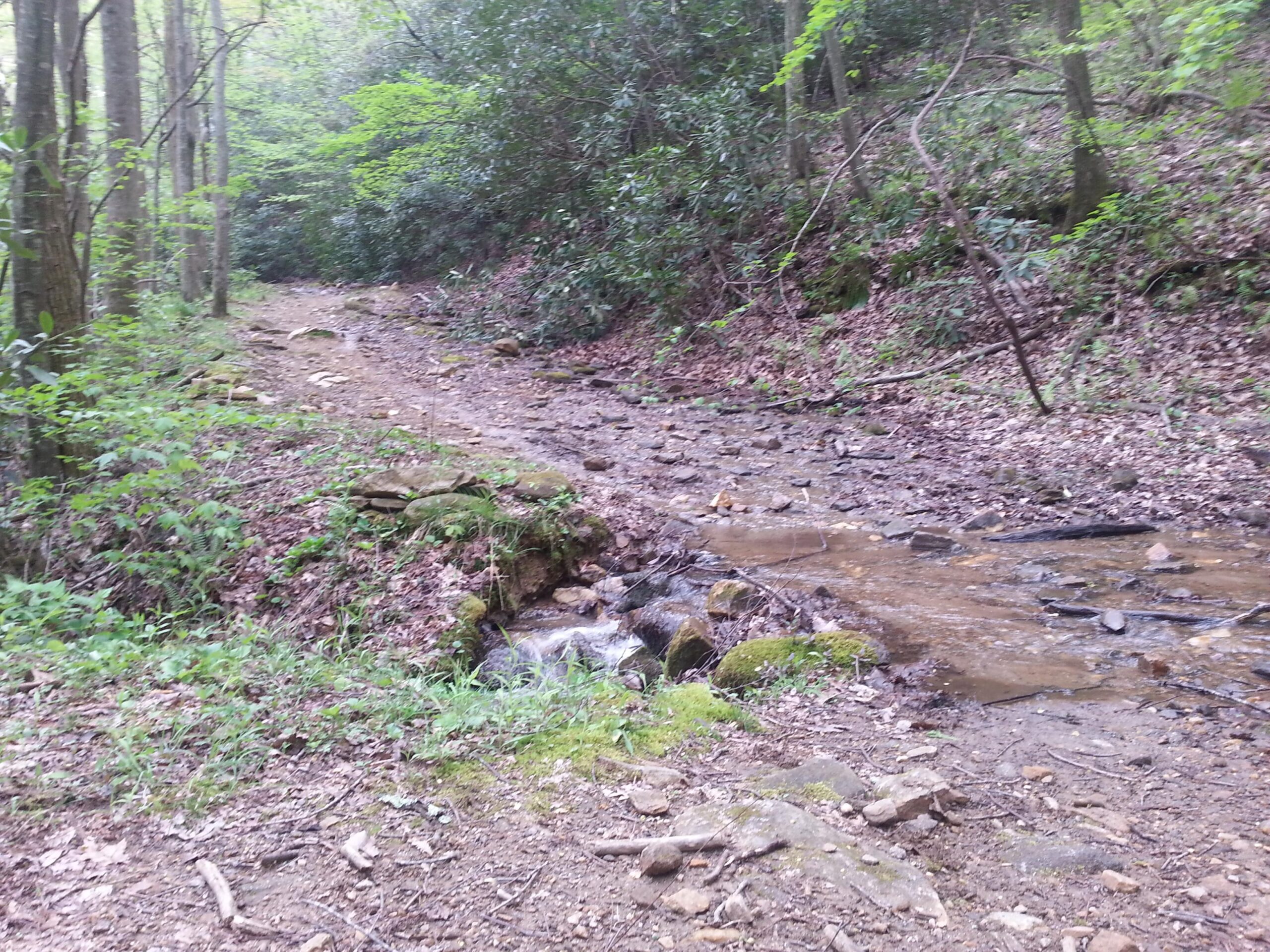 A serene forest scene featuring a rocky, dirt path alongside a small stream. Lush green foliage and trees line the trail, with scattered leaves and stones visible along the ground, creating a natural, tranquil atmosphere. Bull Mountain / 223 mountain bike trail.