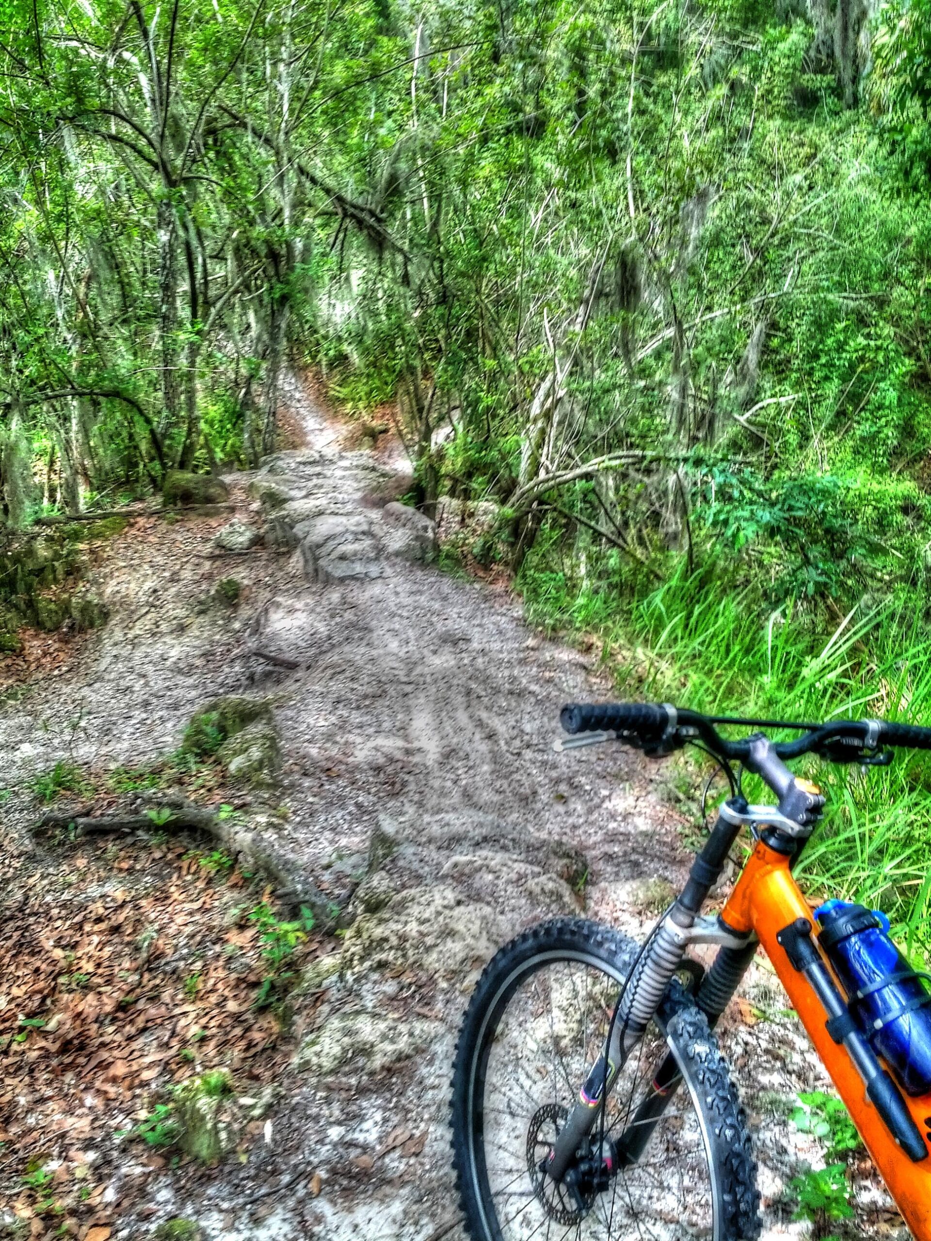 A mountain bike on a rugged dirt trail surrounded by dense greenery and trees, with a pathway leading into the forest. Alafia River State Park mountain bike trail.