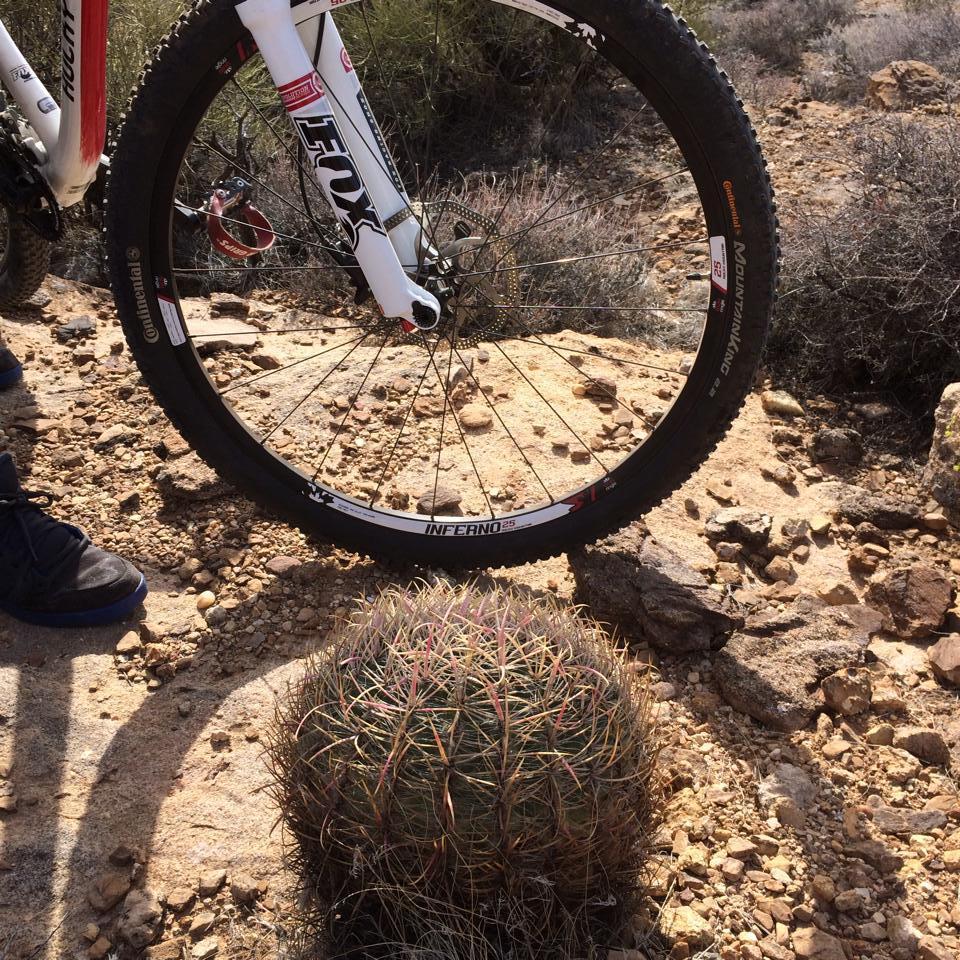 A close-up view of a mountain bike tire resting near a spiky cactus on rocky terrain, with a person's foot in a sneaker nearby. Surrounding vegetation includes low shrubs and rocks in a desert landscape. Barrel Roll mountain bike trail.