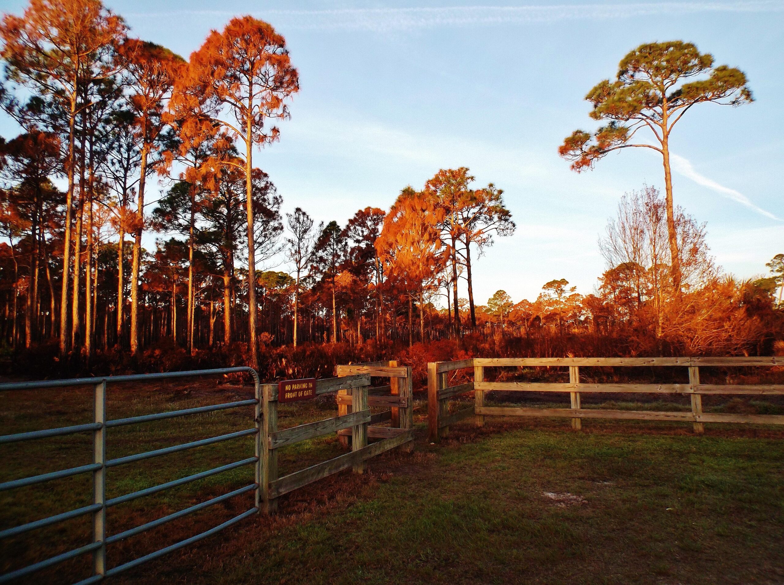A sunrise or sunset scene featuring tall trees with vibrant orange and golden foliage, casting warm light over a grassy area. A wooden fenced gate is in the foreground, and a sign reads "NO PARKING IN FRONT OF GATE." The background showcases a forested area, enhancing the serene, natural ambiance. Palmetto Trail mountain bike trail.