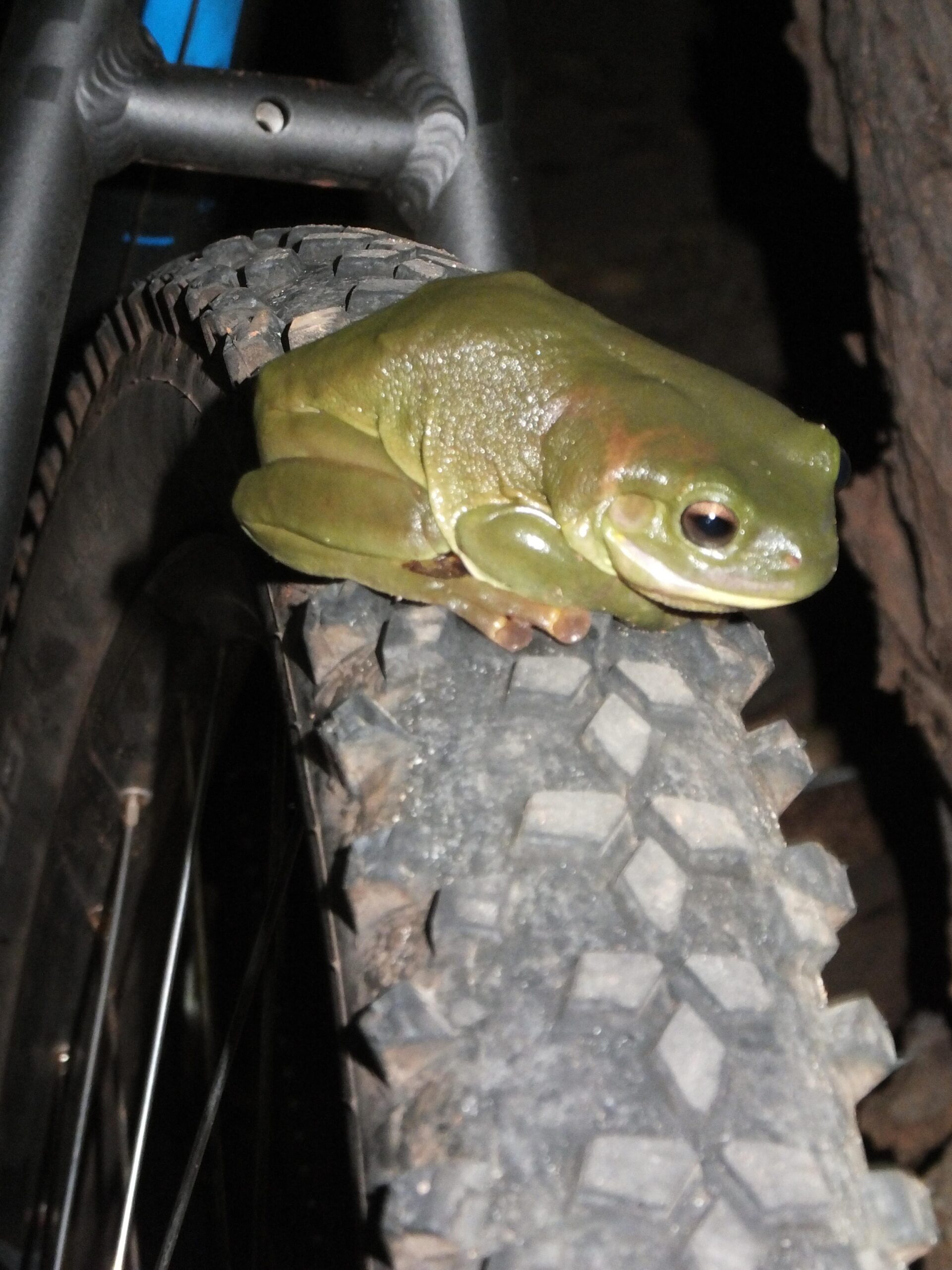 A large green frog resting on the tire of a mountain bike, positioned against a dark background. The frog’s skin is smooth and shiny, and its eyes are bright and alert, contrasting with the textured surface of the tire. The image captures a close-up view of the frog