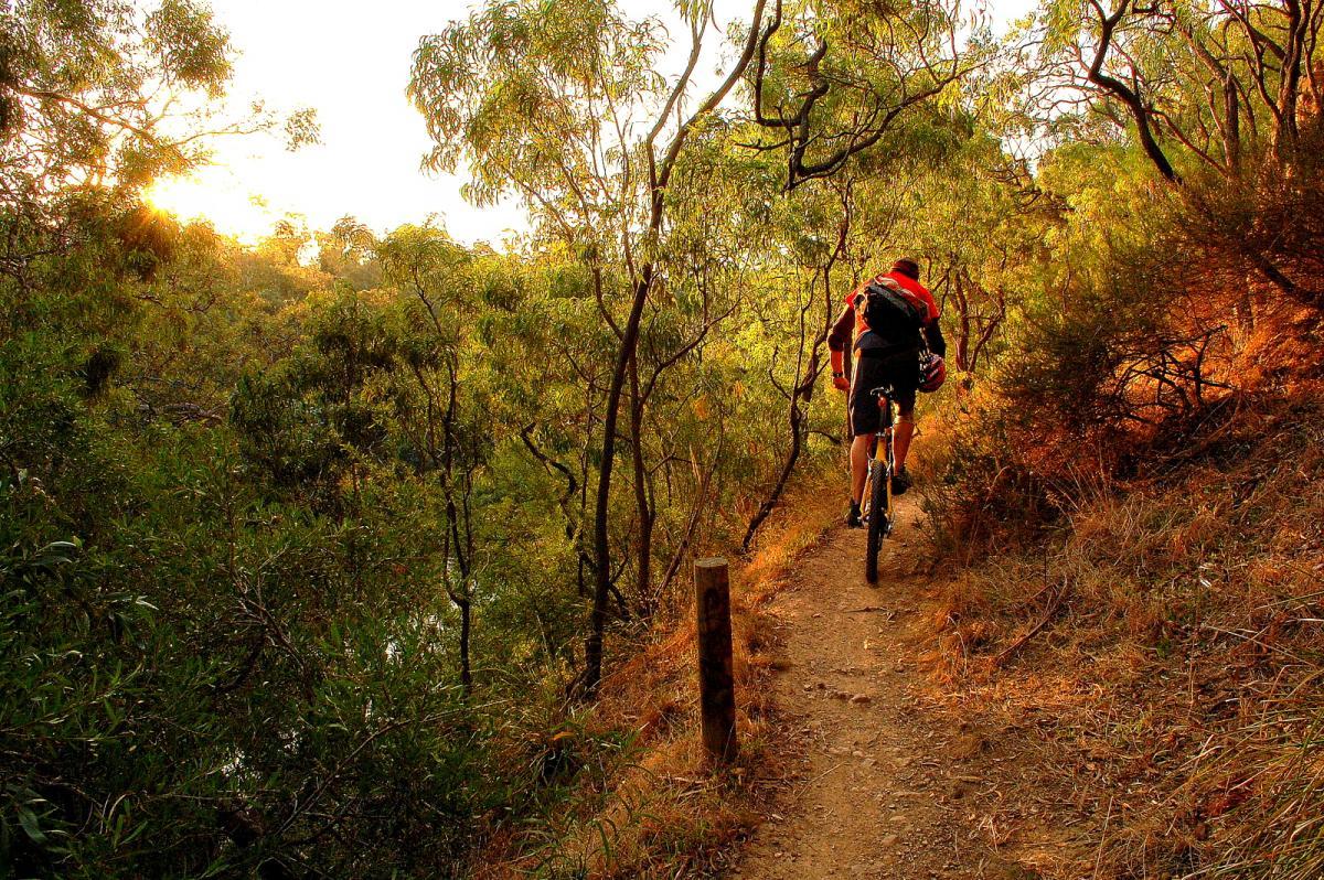 A person riding a mountain bike along a dirt trail surrounded by lush green trees, with sunlight filtering through the foliage, creating a warm and inviting atmosphere. Yarra Trails mountain bike trail.