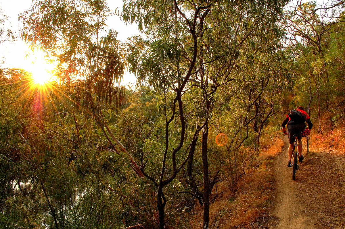 A mountain biker riding along a dirt trail surrounded by lush greenery during sunset, with sunlight filtering through the trees. Yarra Trails mountain bike trail.