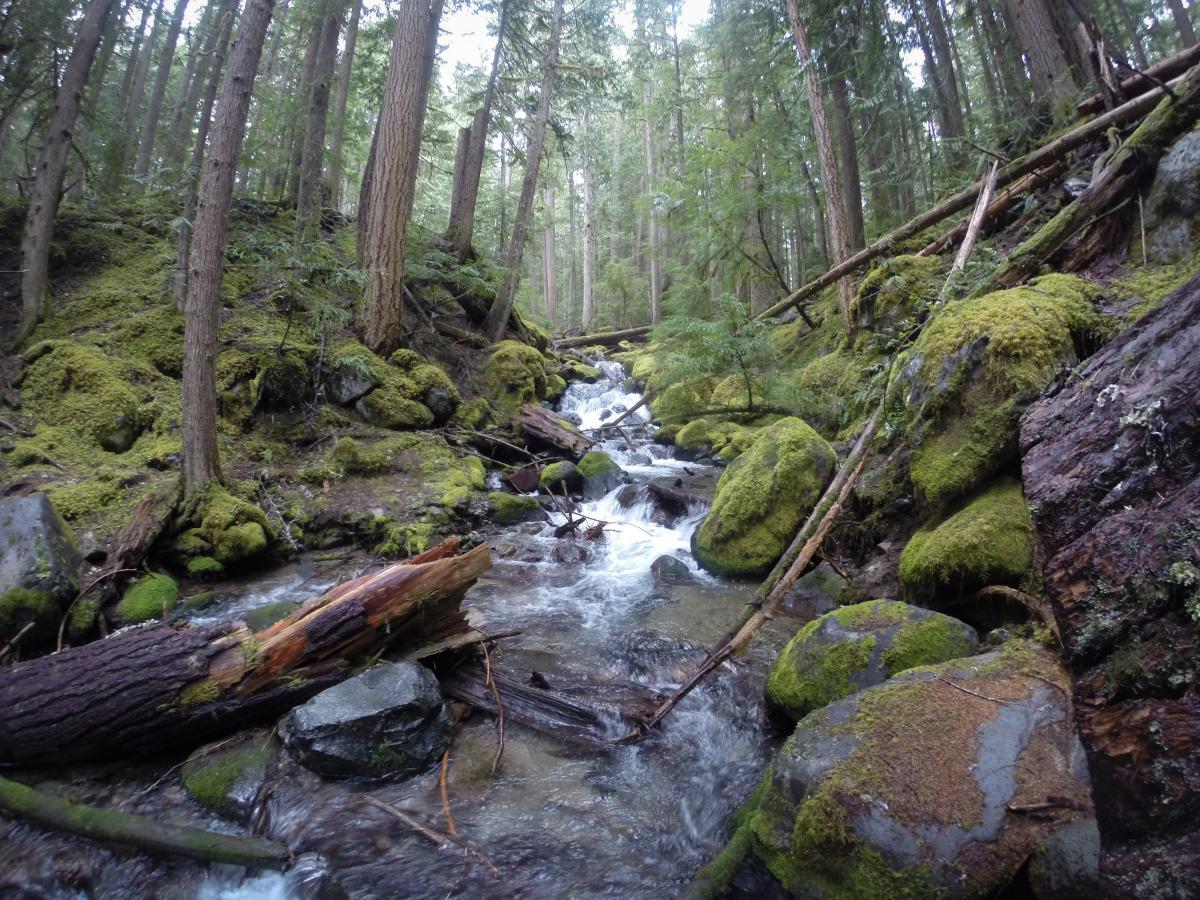 A serene forest scene featuring a small stream flowing through lush greenery. Tall trees rise on either side, with moss-covered rocks and fallen logs scattered along the banks. The sunlight filters through the leaves, creating a peaceful and tranquil atmosphere in this natural setting. Skookum Flats mountain bike trail.
