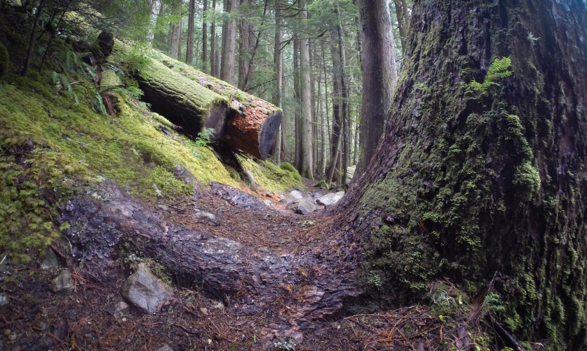A tranquil forest scene featuring a moss-covered log and a well-trodden path surrounded by tall trees. The ground is littered with pine needles and small stones, while vibrant green ferns add texture to the lush environment. Skookum Flats mountain bike trail.