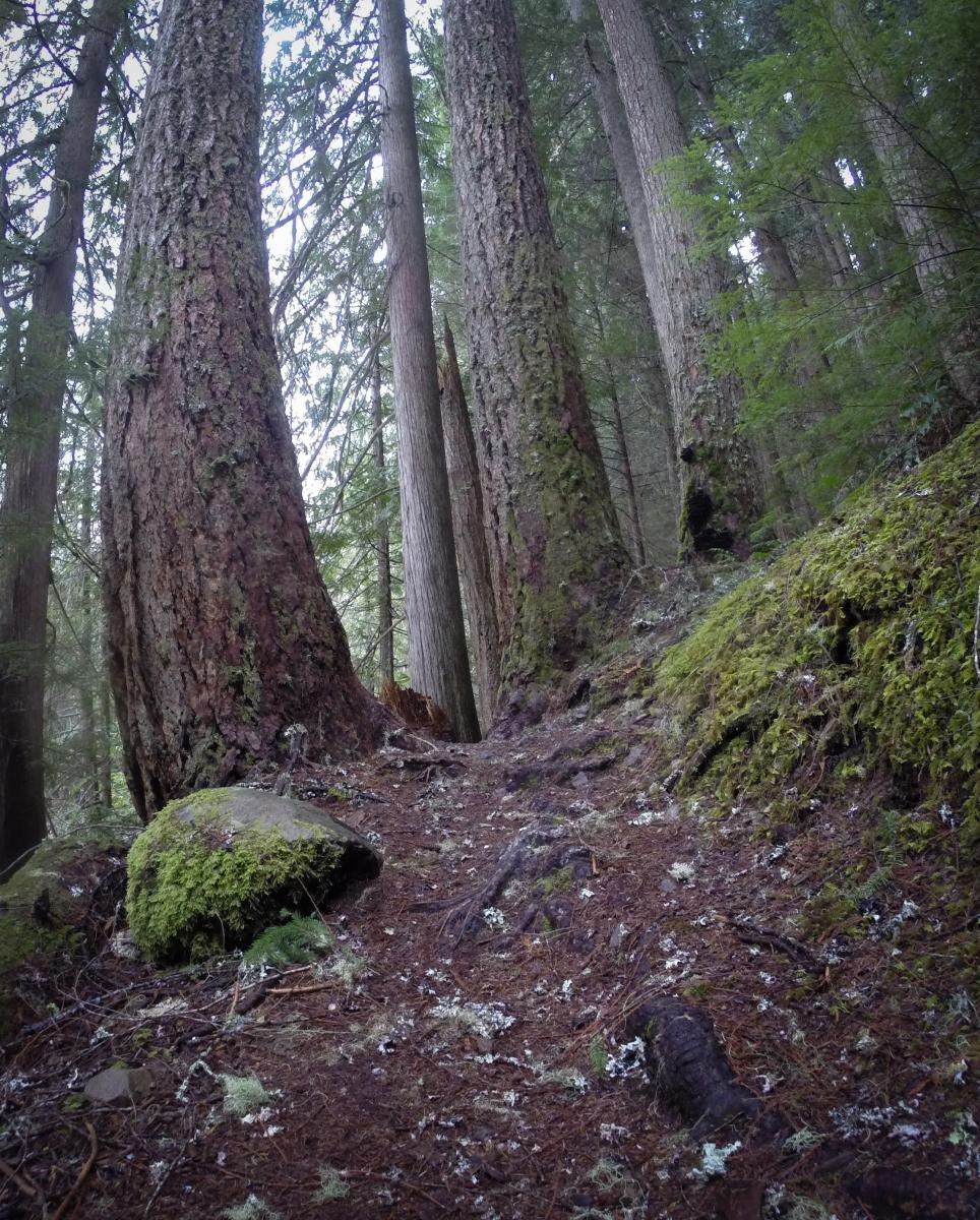  Skookum Flats mountain bike trail.