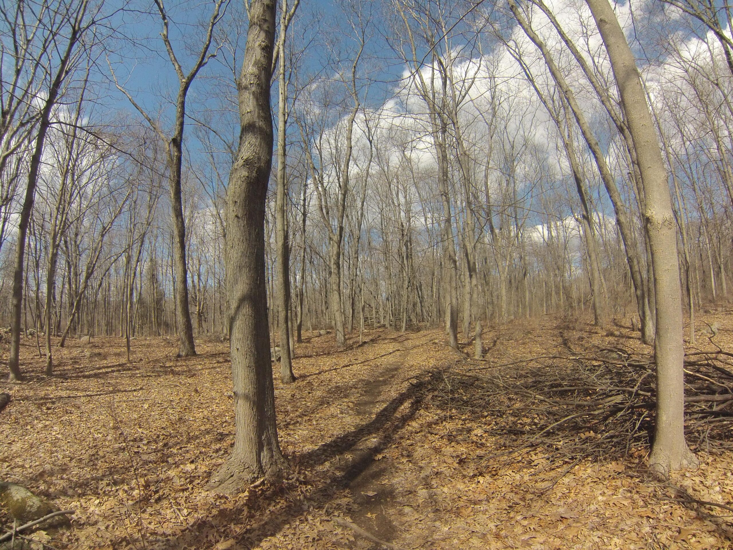 A wooded area with bare trees and fallen leaves covering the ground, under a clear blue sky with white clouds. A dirt trail winds through the trees, which are mostly leafless, indicating early spring or late autumn. Branches and debris are scattered along the path. Stephens State Park mountain bike trail.