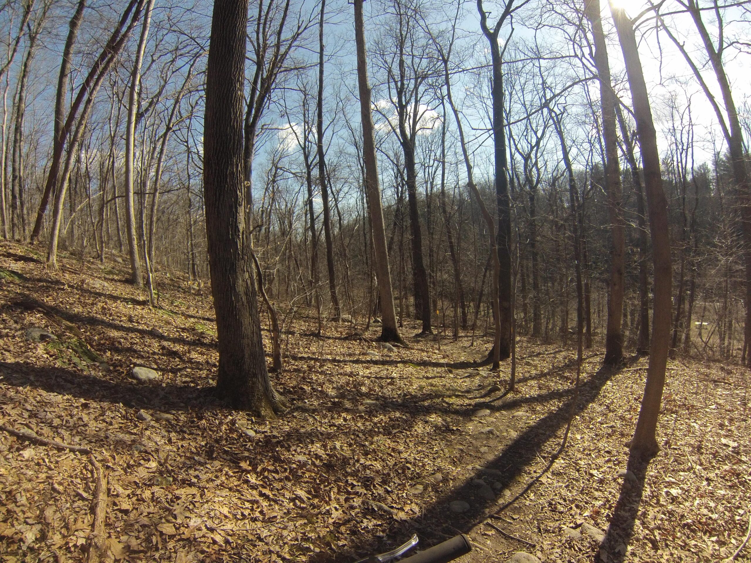 A serene forest scene with tall, bare trees against a clear blue sky. The ground is covered with fallen leaves and scattered rocks, creating a natural pathway. Soft shadows stretch across the ground, indicating the time of day is around midday. Stephens State Park mountain bike trail.