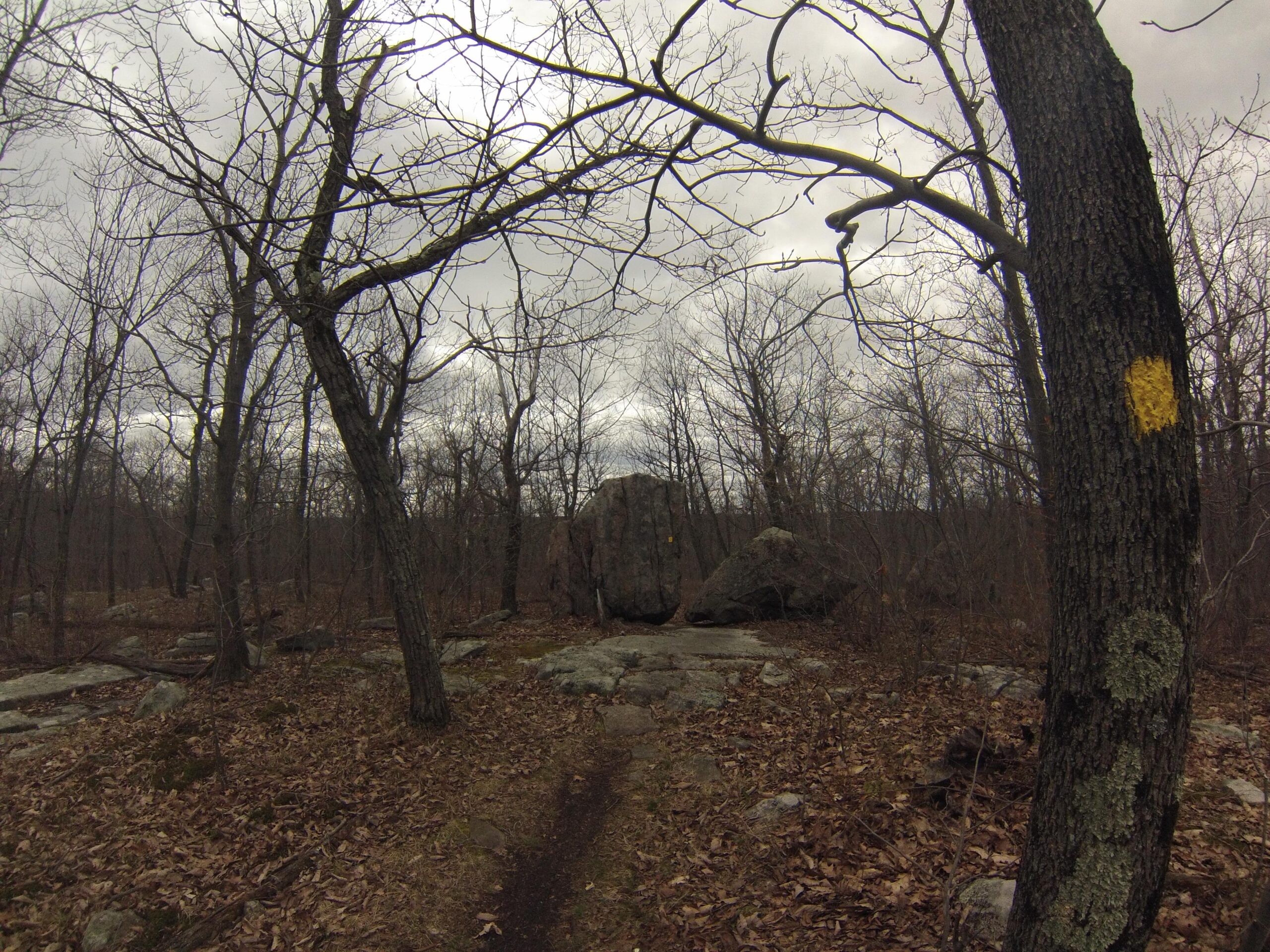 Trail scene in a forested area, featuring bare trees and scattered rocky terrain. A yellow trail marker is visible on a tree trunk, guiding hikers. The ground is covered with dry leaves and the atmosphere is overcast, creating a serene, natural setting. Mahlon Dickerson mountain bike trail.