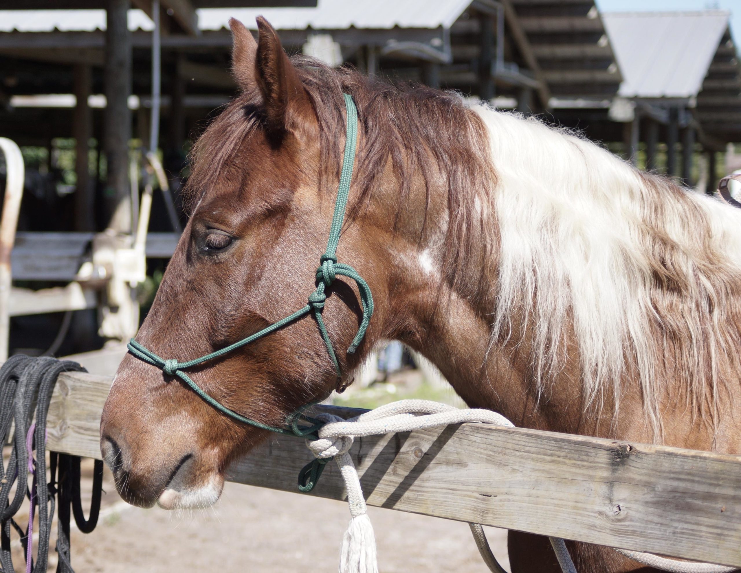 A close-up of a brown horse with a white mane, wearing a green halter, resting its head on a wooden fence. The background features a barn and horse equipment, with sunlight illuminating the scene. Okeeheelee Park / Pinehurst / Green Acres Freedom Park mountain bike trail.