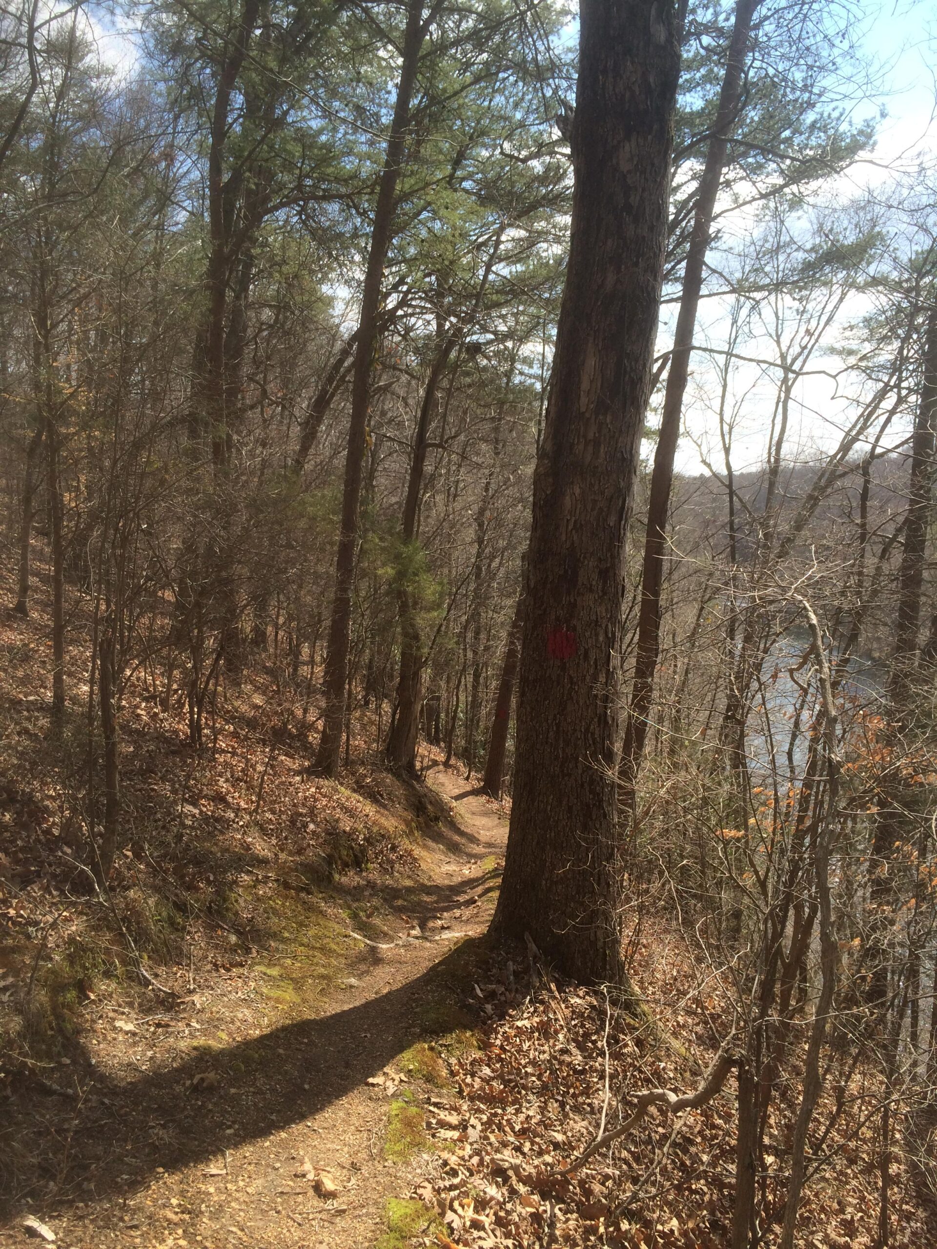 A winding dirt trail surrounded by trees, with a mix of evergreen and bare branches, leading towards a river visible in the background. The ground is covered in leaves and a few patches of green moss, with a red trail marker painted on a tree trunk. Bright blue sky with scattered clouds is visible above. Wildwood Trails mountain bike trail.