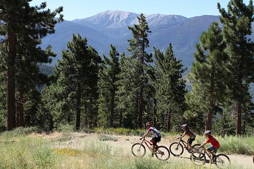 Three mountain bikers riding on a dirt path surrounded by tall pine trees, with a mountainous landscape in the background under a clear blue sky. Big Bear Mountain Resort mountain bike trail.