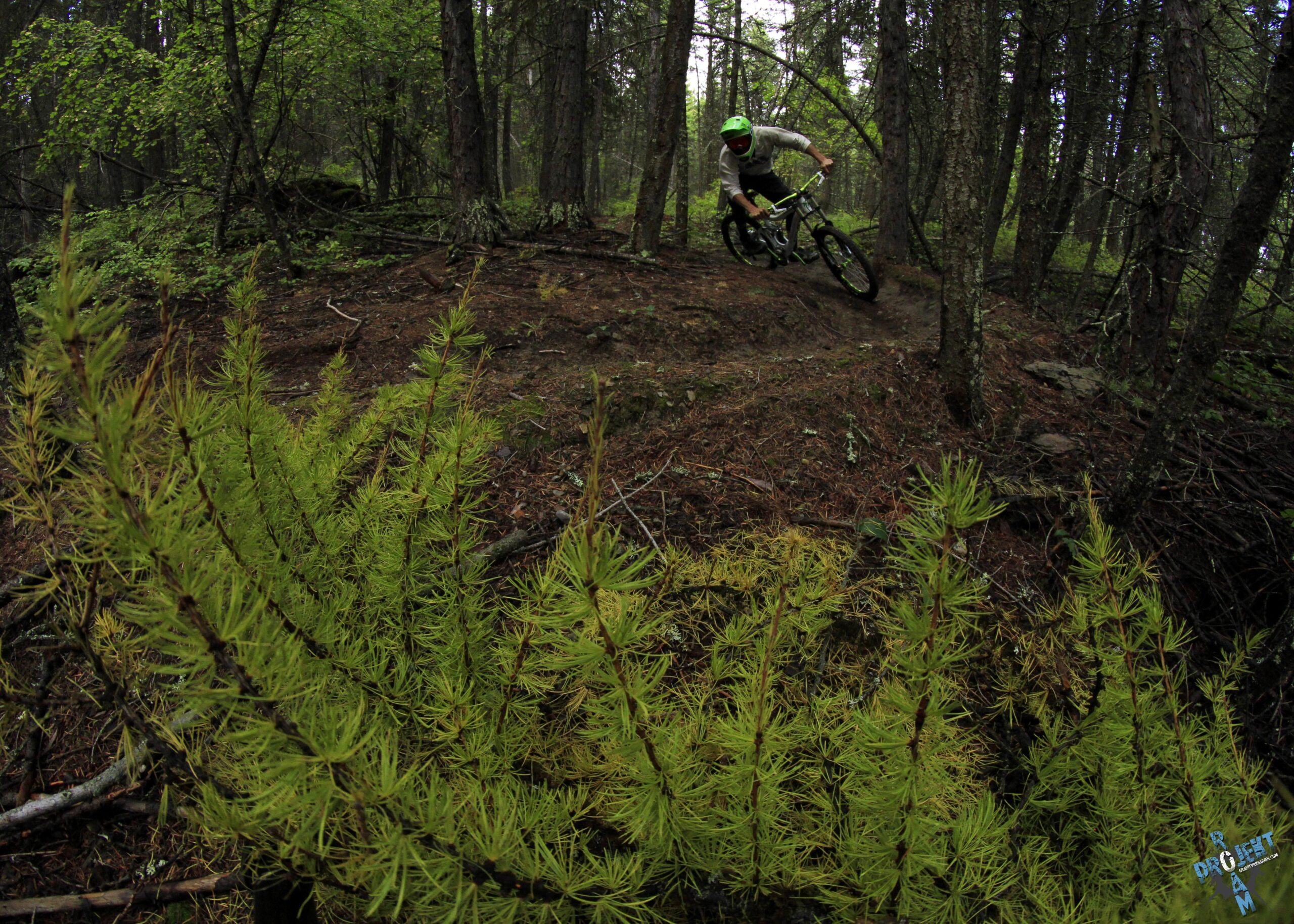 Alt text: A mountain biker navigating a dirt trail through a lush forest, with vibrant green foliage in the foreground and tall trees in the background. The rider is leaning into a turn, wearing a helmet and protective gear. Spencer Mountain mountain bike trail.