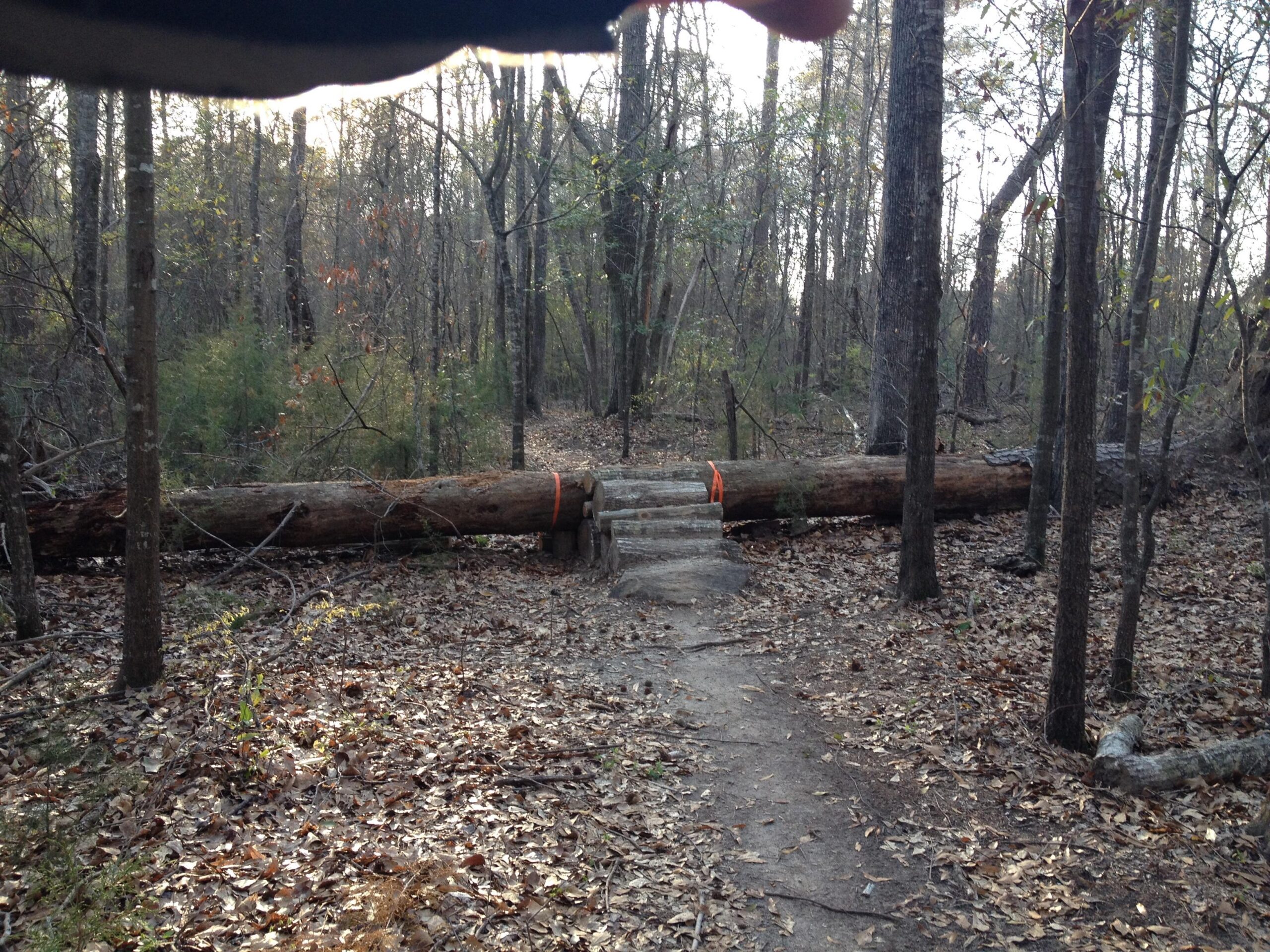 A forest trail featuring a fallen log across the path, marked with orange tape. The ground is covered with fallen leaves, and trees surround the area, creating a serene, natural setting. Flat Rock Park mountain bike trail.
