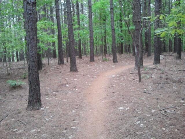 A winding dirt path through a dense pine forest, surrounded by tall trees with green foliage. The ground is covered with pine needles and small stones, creating a natural setting ideal for walking or hiking. Enterprise South mountain bike trail.