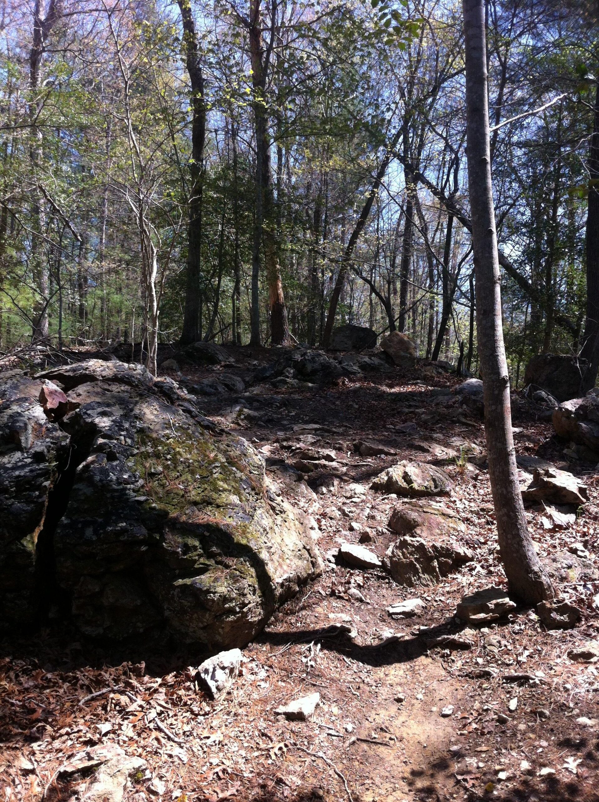 A forested area featuring a rocky path, with large moss-covered boulders and scattered stones on the ground. Tall trees with green leaves frame the scene, and sunlight filters through the canopy, creating dappled shadows on the forest floor. Warrior Creek mountain bike trail.