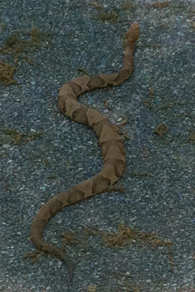A tan, patterned snake slithering across a textured surface, showcasing its distinctive scales and coiled body. Yellow River mountain bike trail.