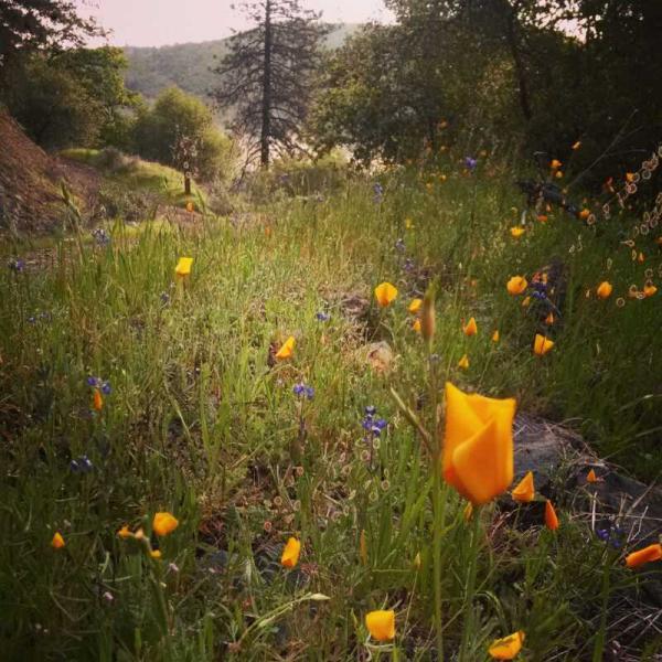 A vibrant field filled with orange California poppies and small blue flowers, surrounded by lush greenery. In the background, a glimpse of distant hills and trees under soft natural lighting. 30 Miles Of Auburn mountain bike trail.