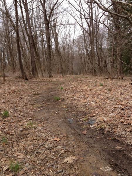 A dirt path lined with leafless trees in a wooded area, surrounded by dry leaves and small patches of green vegetation, under an overcast sky. Nassau Trails mountain bike trail.