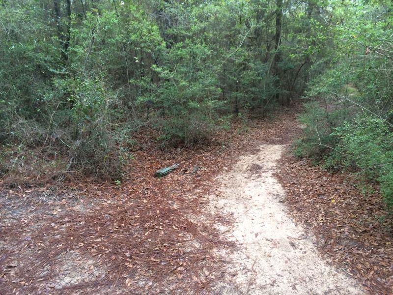 A narrow dirt path winding through a dense forest, surrounded by green foliage and scattered leaves on the ground. UWF Mountain Bike Trails mountain bike trail.