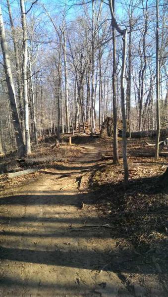 A dirt path winding through a wooded area with bare trees, surrounded by fallen logs and scattered leaves, under a clear blue sky. Wincopin (Savage) Trail mountain bike trail.