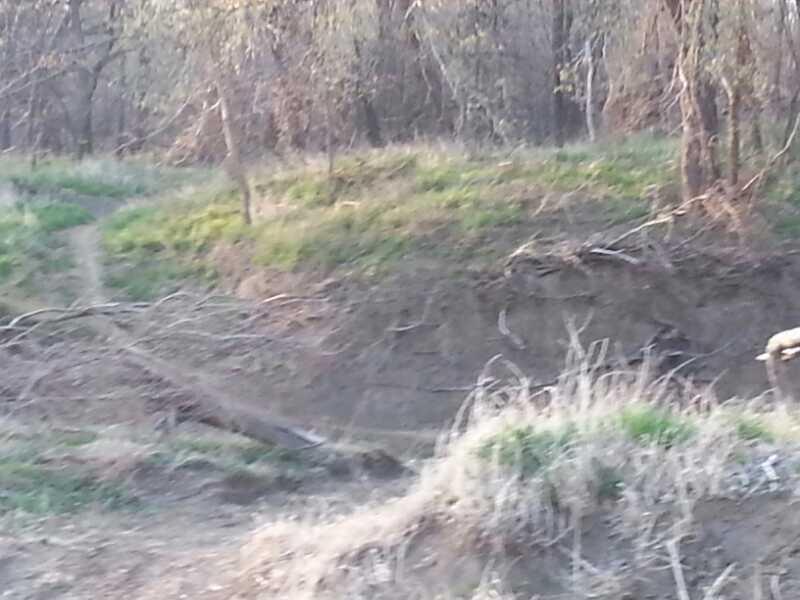 A wooded area with a grassy slope, a dirt path meandering through, and some fallen branches scattered across the ground. The scene is illuminated by soft natural light, indicating either early morning or late afternoon. Gunn Park Trails mountain bike trail.