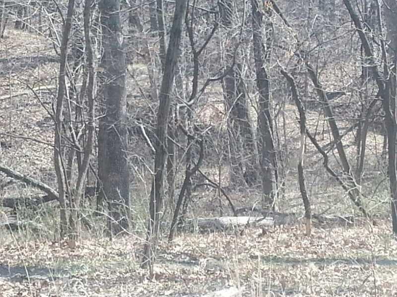 A dense forest scene with bare trees and dry leaves covering the ground, indicating a late autumn or early winter setting. The area appears quiet and deserted, with a mix of fallen branches and sparse underbrush. The Center Trails mountain bike trail.