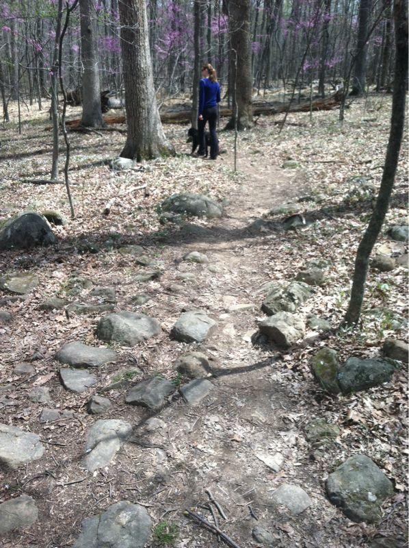 A wooded trail in a forest, featuring scattered rocks and leaves on the ground. In the background, a person wearing a blue shirt stands with a black dog, surrounded by trees and hints of purple blooms on the branches. Conway Robinson State Forest mountain bike trail.