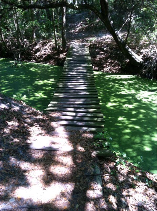 A narrow wooden bridge crossing over a pond covered with green algae, surrounded by trees and shaded areas. Leaves and foliage are visible along the dirt path leading to the bridge. Alafia River State Park mountain bike trail.