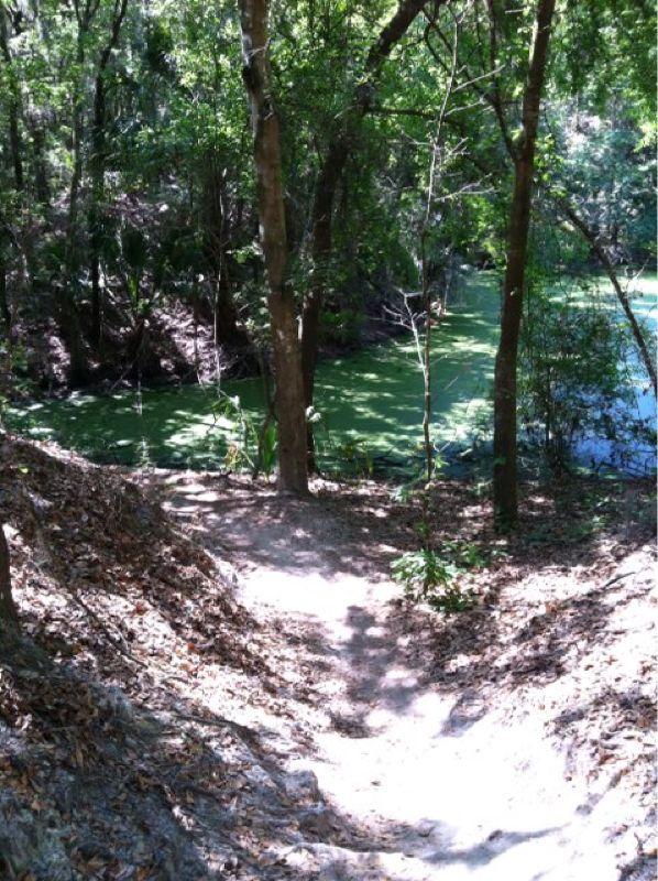 A sunlit path leading down to a green river, surrounded by lush trees and foliage. The ground is covered in leaves, creating a natural setting typical of a wooded area. Alafia River State Park mountain bike trail.
