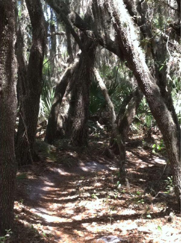 A winding dirt path through a dense forest with tall trees and hanging Spanish moss. Sunlight filters through the foliage, illuminating portions of the ground covered in leaves and small plants. Alafia River State Park mountain bike trail.