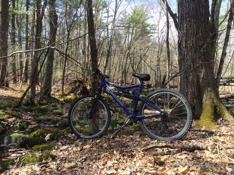 A blue mountain bike is leaning against a tree in a wooded area, surrounded by greenery and fallen leaves. In the background, tall trees and a small stream are visible, indicating a peaceful outdoor setting. Willowdale Forest mountain bike trail.