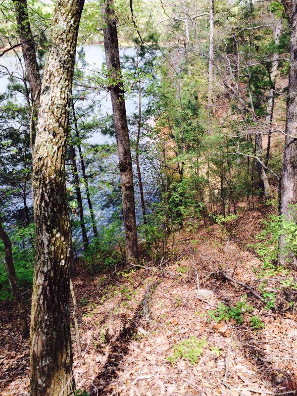 A serene forest scene with tall trees and underbrush leading down to a calm body of water. The area is filled with green foliage and some fallen leaves, creating a tranquil atmosphere in a natural setting. Woodring Branch mountain bike trail.