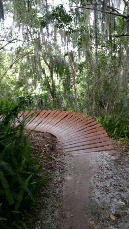 A winding wooden footpath curves through a dense, green forest, surrounded by lush vegetation and hanging Spanish moss, inviting exploration of the natural landscape. Alafia River State Park mountain bike trail.