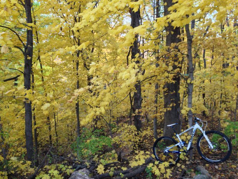 A mountain bike leaning against a tree in a forest filled with vibrant yellow leaves during autumn. The scene captures the beauty of nature with a mix of yellow and green foliage in the background. Illiniwek Forest Preserve mountain bike trail.
