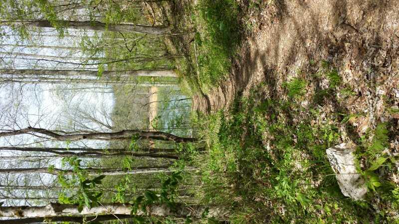 A serene forest path winding through tall trees, leading to a calm body of water in the distance. The ground is covered with a mix of dirt and patches of green foliage, creating a tranquil natural scene. Tsali Recreation Area mountain bike trail.