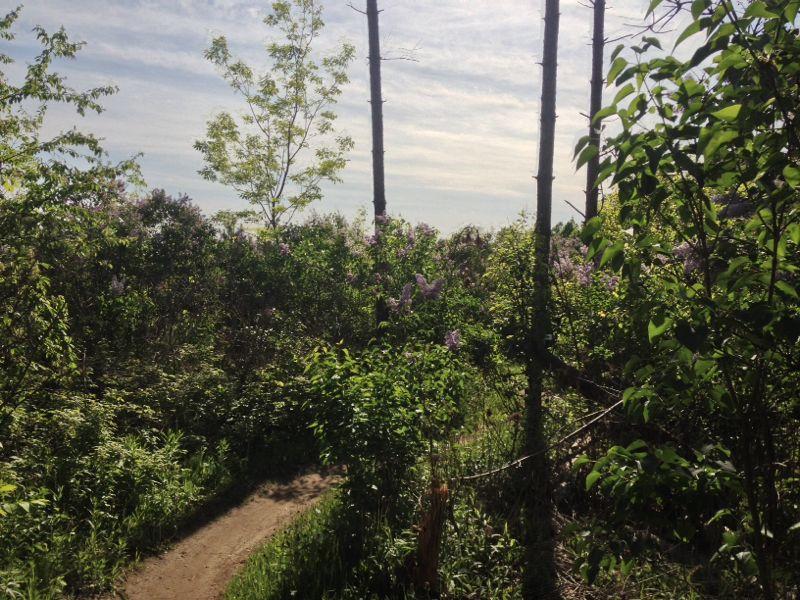 A scenic view of a natural pathway winding through lush greenery and flowering shrubs. Tall trees stand in the background under a partly cloudy sky, creating a serene outdoor atmosphere. Coulson's Hill mountain bike trail.