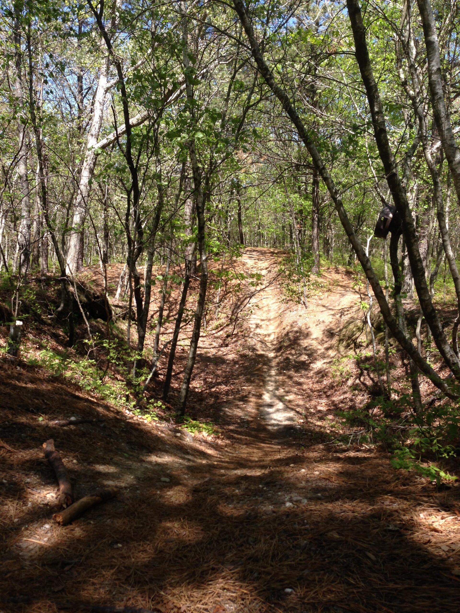 A dirt path winding through a dense forest, with tall trees and green foliage. Sunlight filters through the leaves, illuminating the trail that leads uphill. Pine needles cover the ground, and scattered branches are visible along the sides of the path. Glacier Ridge Preserve mountain bike trail.