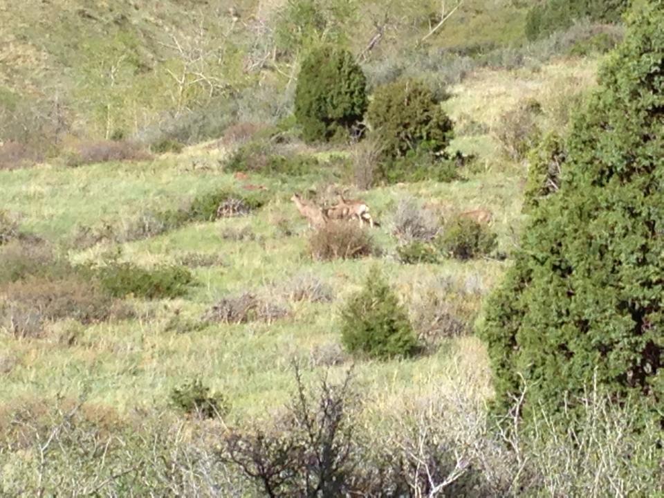 A scenic view of a green hillside with several deer grazing among the shrubs and grass. The landscape features a mix of low vegetation and trees, creating a natural habitat. Red Rocks / Dakota Ridge mountain bike trail.