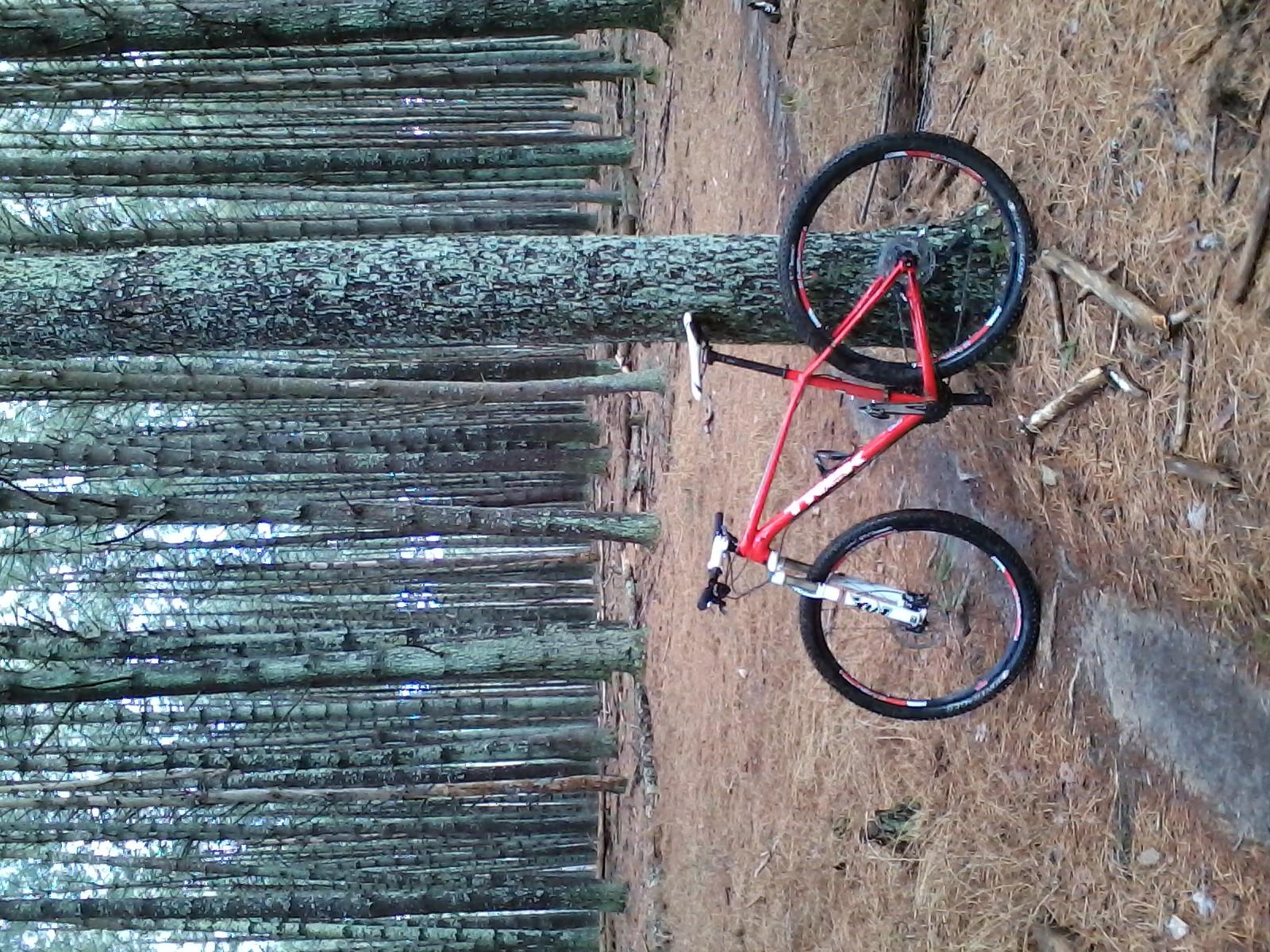 A red mountain bike leaning against a tree in a forest with tall pine trees and fallen pine needles on the ground. Carvin's Cove Trail system mountain bike trail.
