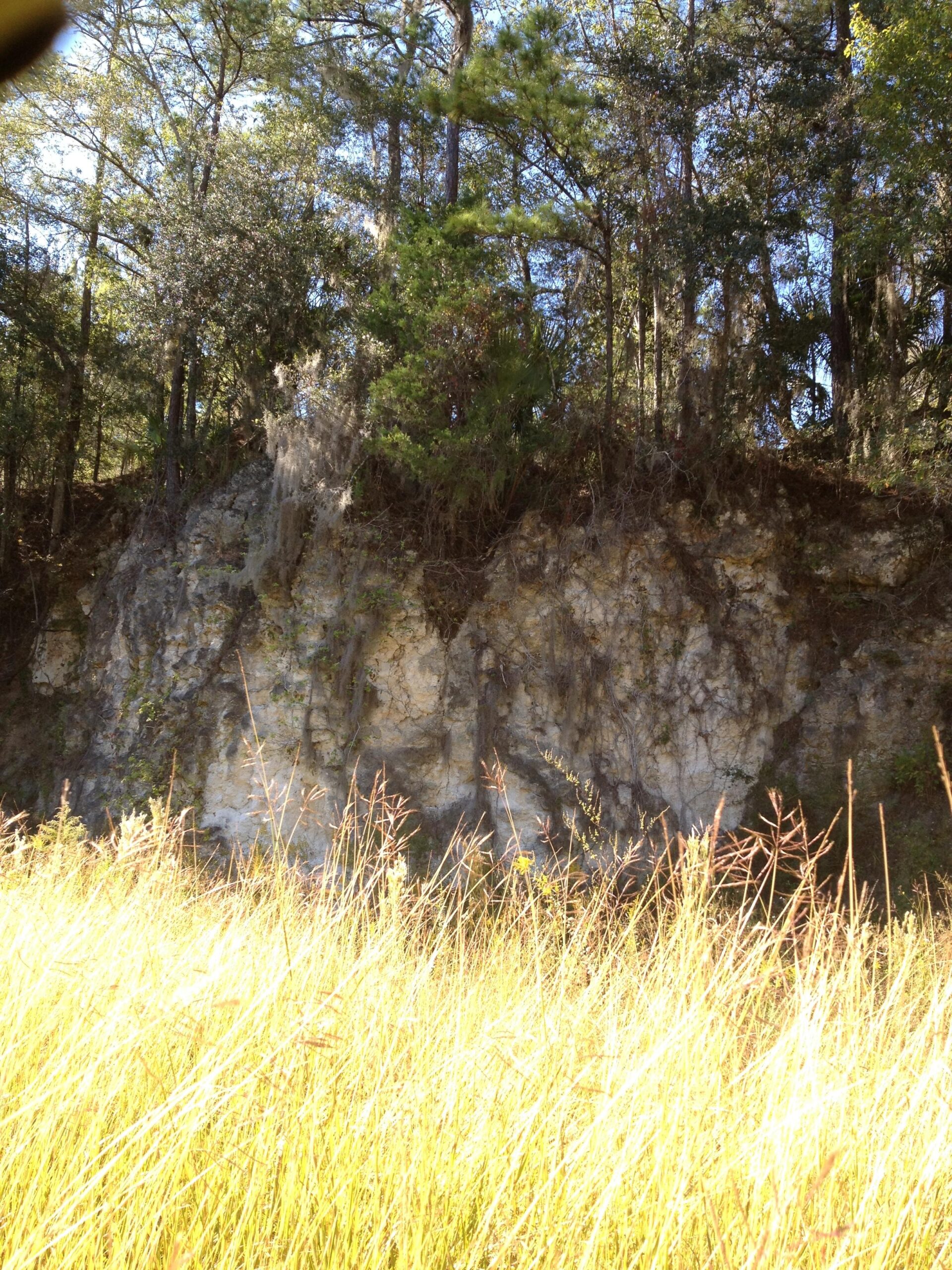A rocky cliffside partially covered with vegetation and moss, surrounded by tall grasses and trees under a clear blue sky. Santos mountain bike trail.